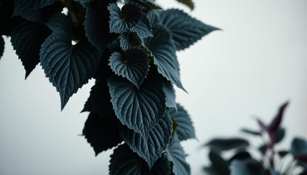 Coleus Black Dragon Foliage