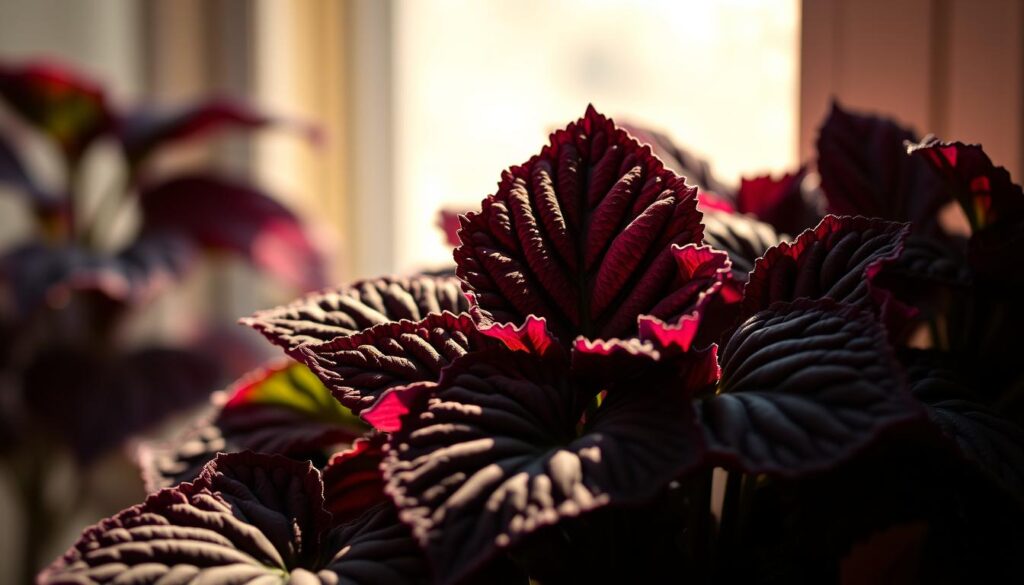 Coleus Black Dragon Winter Care