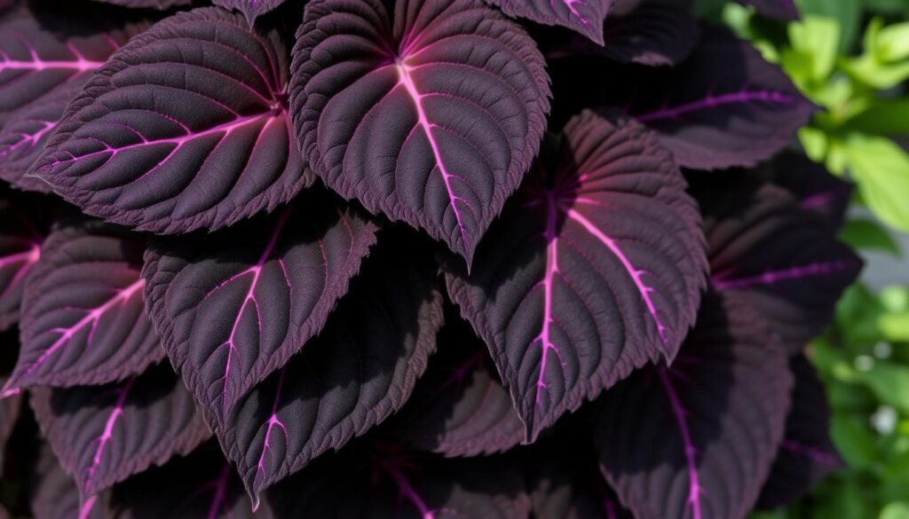 coleus black dragon