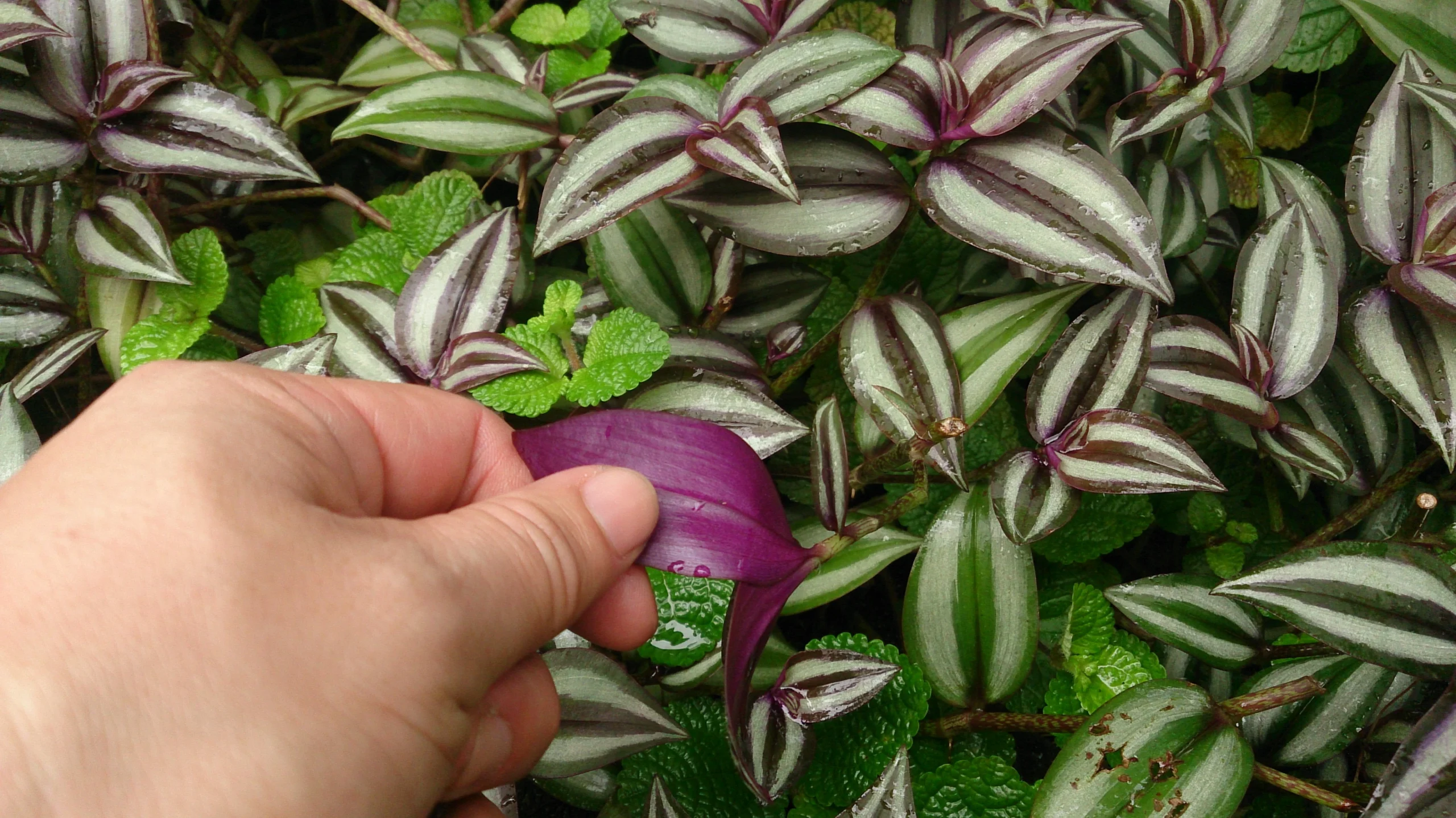 why is the wandering jew plant important to humans